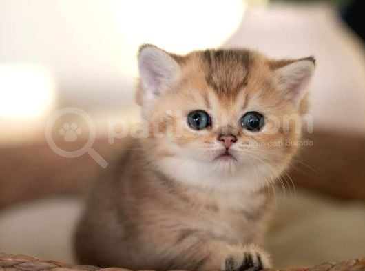 Bebeksi Golden British Shorthair Ny24