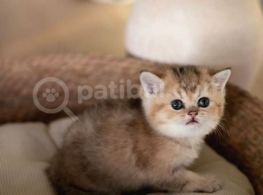 Bebeksi Golden British Shorthair Ny24 görsel