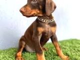 Çok Özel Kizil Renk Scr Belgeli̇ Doberman Yavrularimiz