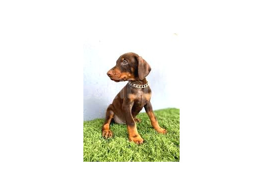Çok Özel Kizil Renk Scr Belgeli̇ Doberman Yavrularimiz görsel