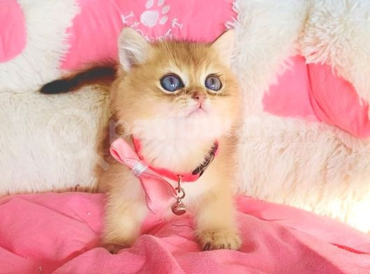 Değerini Bilene Orange Golden Ny11 Brıtısh Shorthair görsel