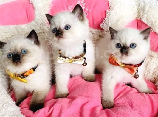 Maviş Chocolattepoınt Ve Bluepoınt Brıtısh Shorthair görsel
