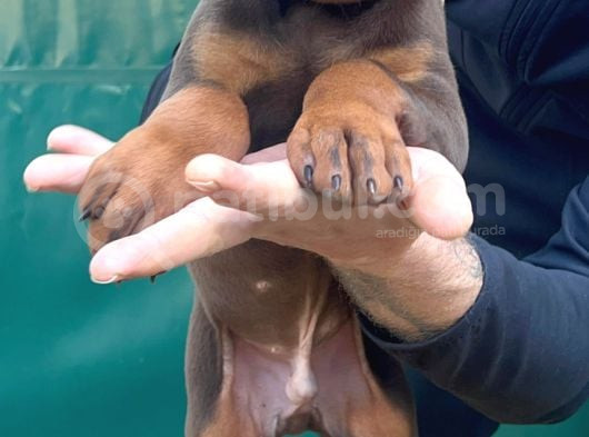 Kizil Renk Scr Belgeli̇ Doberman Yavrularimiz görsel