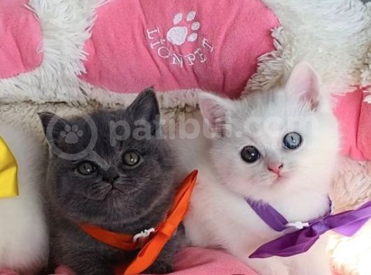 Nadir Bulunan Oddeyes Ve Blue Brıtısh Bebeklerim