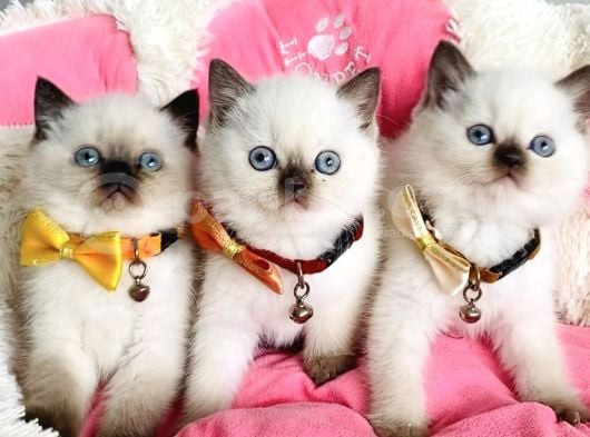 Maviş Chocolattepoınt Ve Bluepoınt Brıtısh Shorthair