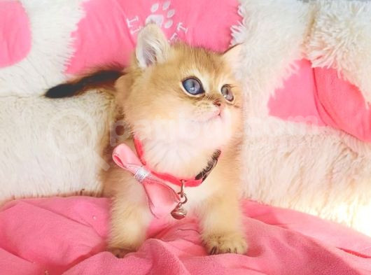 Değerini Bilene Orange Golden Ny11 Brıtısh Shorthair görsel