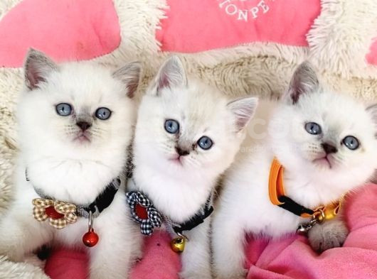 Maviş Chocolattepoınt Ve Bluepoınt Brıtısh Shorthair görsel