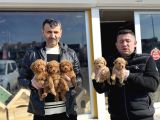 Renk Renk Orji̇nal Toy Poodle Yavrularimiz Güncel Ankara