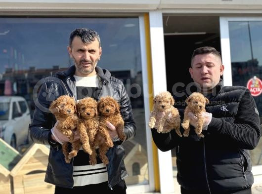 Renk Renk Orji̇nal Toy Poodle Yavrularimiz Güncel Ankara görsel