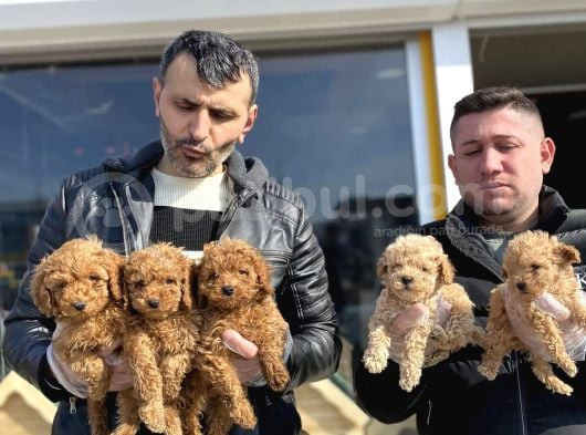 Renk Renk Orji̇nal Toy Poodle Yavrularimiz Güncel Ankara görsel