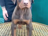 KIZIL RENK SCR BELGELİ DOBERMAN YAVRULARIMIZ