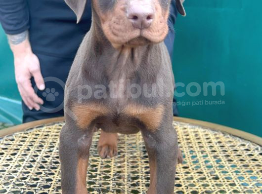 Kizil Renk Scr Belgeli̇ Doberman Yavrularimiz