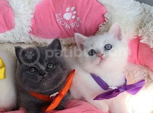 Nadir Bulunan Oddeyes Ve Blue Brıtısh Bebeklerim görsel