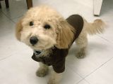 Toy Poodle