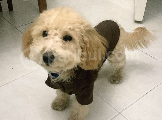 Toy Poodle
