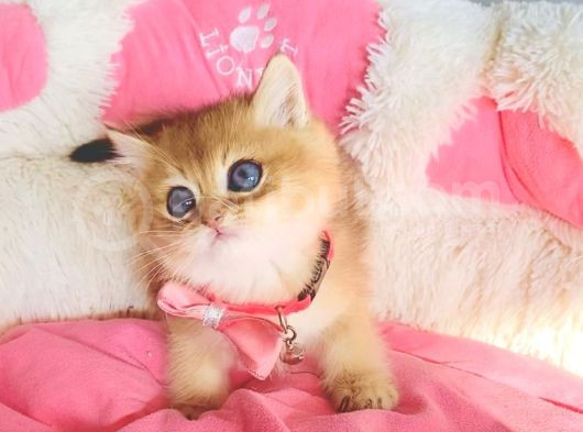 Değerini Bilene Orange Golden Ny11 Brıtısh Shorthair görsel