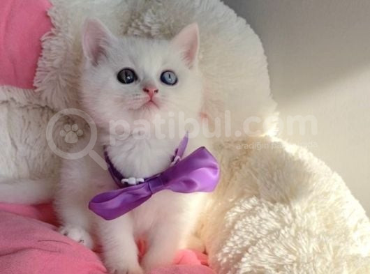 Nadir Bulunan Oddeyes Ve Blue Brıtısh Bebeklerim görsel