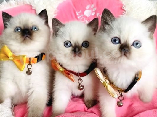Maviş Chocolattepoınt Ve Bluepoınt Brıtısh Shorthair görsel