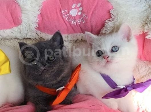 Nadir Bulunan Oddeyes Ve Blue Brıtısh Bebeklerim görsel