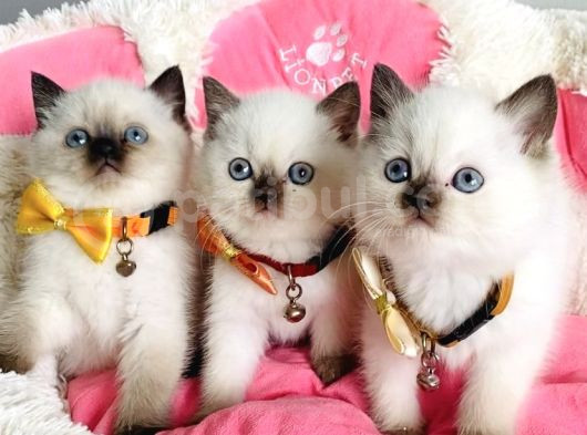 Maviş Chocolattepoınt Ve Bluepoınt Brıtısh Shorthair görsel
