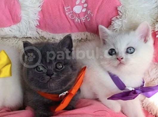 Nadir Bulunan Oddeyes Ve Blue Brıtısh Bebeklerim görsel