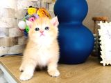 A Kalite Bri̇ti̇sh Shorthai̇r Golden  Yavrular