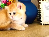 A Kalite Bri̇ti̇sh Shorthai̇r Golden  Yavrular