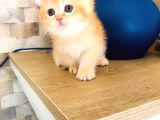 A kalite BRİTİSH SHORTHAİR GOLDEN  yavrular