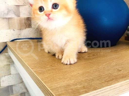 A Kalite Bri̇ti̇sh Shorthai̇r Golden  Yavrular