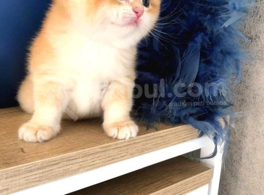 A Kalite Bri̇ti̇sh Shorthai̇r Golden  Yavrular görsel