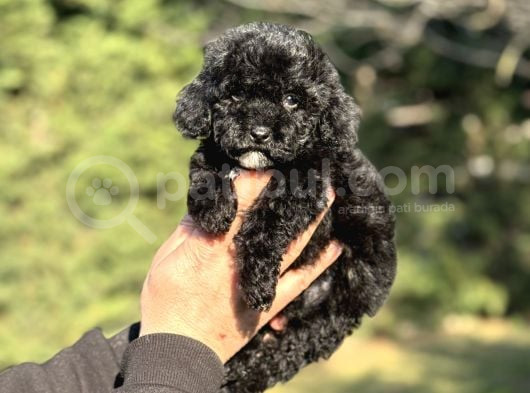 Si̇yah İnci̇ Çi̇ftli̇ği̇mi̇zden Garanti̇li̇ Toy Poodle Bebekler