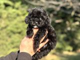Si̇yah İnci̇ Çi̇ftli̇ği̇mi̇zden Garanti̇li̇ Toy Poodle Bebekler