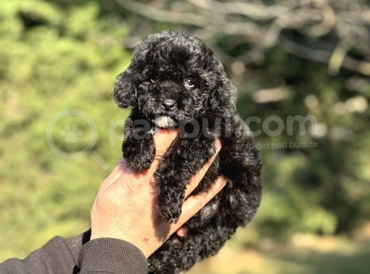 Si̇yah İnci̇ Çi̇ftli̇ği̇mi̇zden Garanti̇li̇ Toy Poodle Bebekler görsel