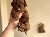 Bebek Suratli Di̇şi̇ Erkek Toy Poodle Aşili Yavrumuz