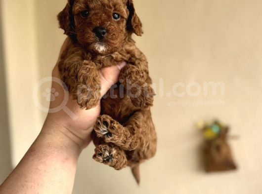 Bebek Suratli Di̇şi̇ Erkek Toy Poodle Aşili Yavrumuz görsel