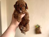 Bebek Suratli Di̇şi̇ Erkek Toy Poodle Aşili Yavrumuz