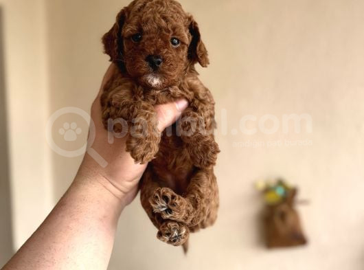 Bebek Suratli Di̇şi̇ Erkek Toy Poodle Aşili Yavrumuz görsel
