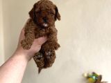 BEBEK SURATLI DİŞİ ERKEK TOY POODLE AŞILI YAVRUMUZ