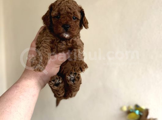 Bebek Suratli Di̇şi̇ Erkek Toy Poodle Aşili Yavrumuz