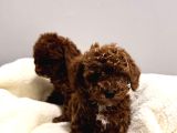 Enn Güzell Toy Poodle Bebekler