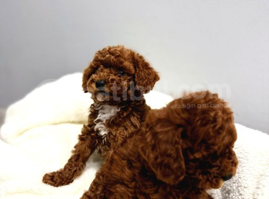 Enn Güzell Toy Poodle Bebekler görsel