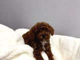 Enn Güzell Toy Poodle Bebekler