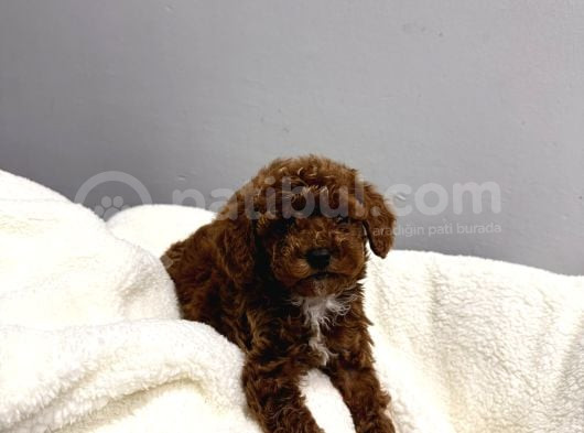 Enn Güzell Toy Poodle Bebekler görsel