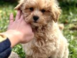 MALTİPOO YAVRULARIMIZ