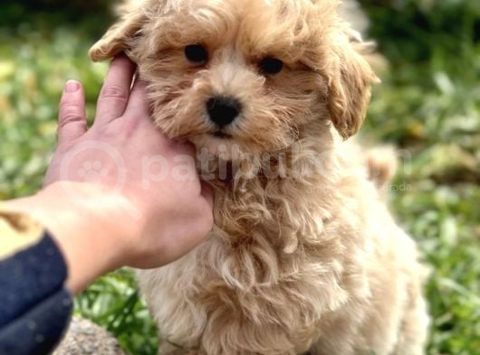 Malti̇poo Yavrularimiz
