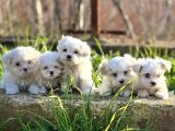LEKESİZ MALTESE TERRİER YAVRULARI