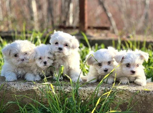 Lekesi̇z Maltese Terri̇er Yavrulari