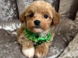 Sütlü Kahve Malti̇poo Yavrulari