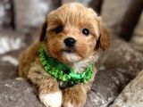 SÜTLÜ KAHVE MALTİPOO YAVRULARI