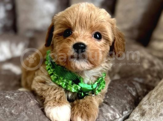 Sütlü Kahve Malti̇poo Yavrulari